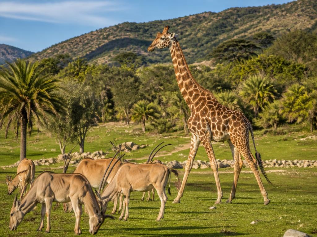 Safari truck observing giraffes and zebras at Selwo Aventura wildlife park in Estepona